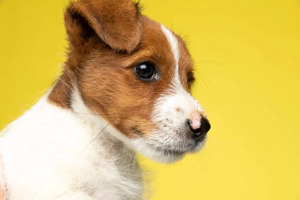 Großaufnahme Von Fokussiertem Jack Russell Terrier Der Neugierig Wegschaut Auf — Stockfoto