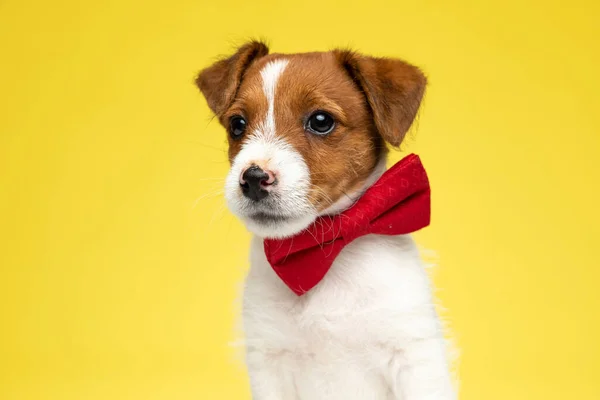Adorável Jack Russell Terrier Cachorro Vestindo Bowtie Enquanto Sentado Fundo — Fotografia de Stock