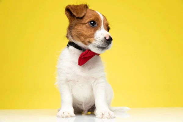 Confiante Jack Russell Terrier Filhote Olhando Para Longe Vestindo Bowtie — Fotografia de Stock