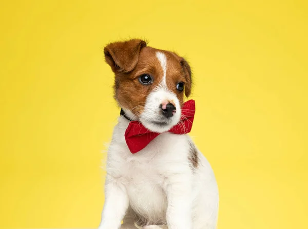 Neugieriger Jack Russell Terrier Trägt Fliege Und Schaut Weg Während — Stockfoto