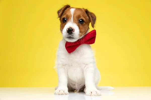 Shy Jack Russell Terrier Filhote Usando Gravata Enquanto Sentado Fundo — Fotografia de Stock