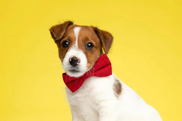 Adorável Jack Russell Terrier Vestindo Gravata Enquanto Sentado Fundo Estúdio — Fotografia de Stock