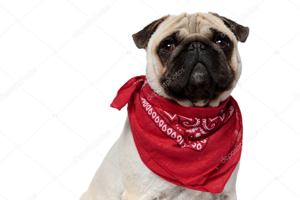 Pug bandana hot sale