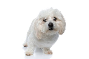 tapılası bichon köpeği beyaz arka planda dikilip, saçlarının arasından kameraya bakıyor.