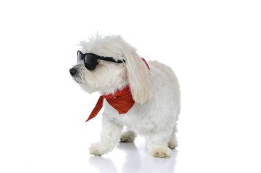 Havalı bichon köpeği güneş gözlüğü ve bandana takıyor, yana bakıyor ve beyaz arka planda poz veriyor.