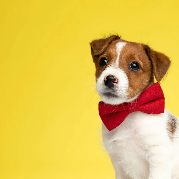 Eifriger Jack Russell Terrier Trägt Fliege Und Schaut Neugierig Weg — Stockfoto
