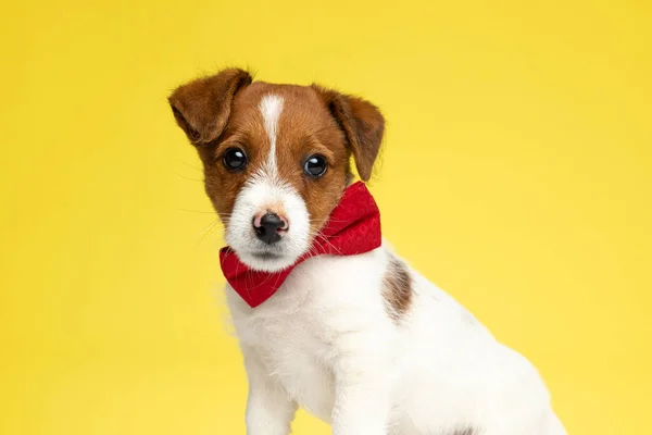 Focado Jack Russell Terrier Olhando Para Longe Vestindo Bowtie Enquanto — Fotografia de Stock