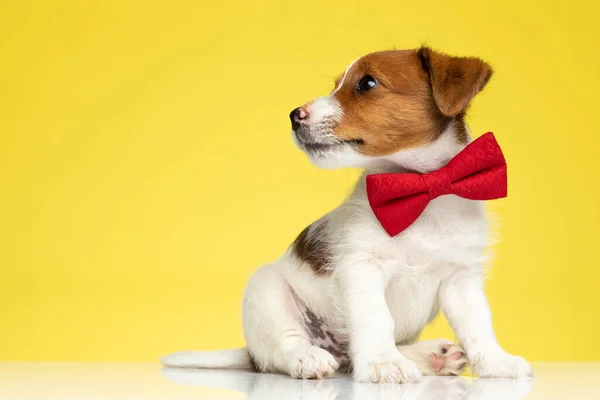 Curioso Jack Russell Terrier Mirando Hacia Otro Lado Usando Corbata — Foto de Stock