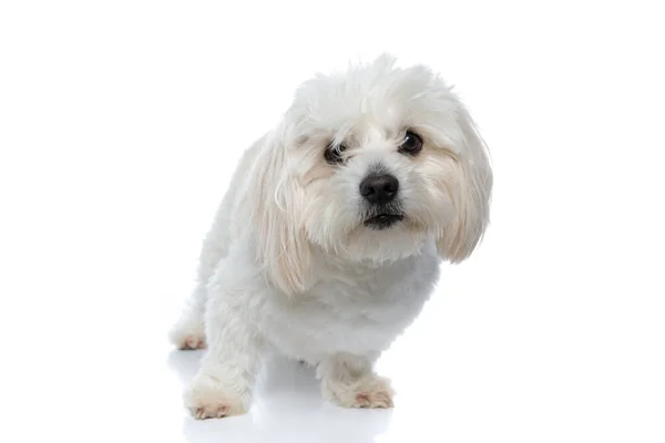 Adorable Perro Bichon Mirando Través Pelo Cámara Pie Sobre Fondo —  Fotos de Stock