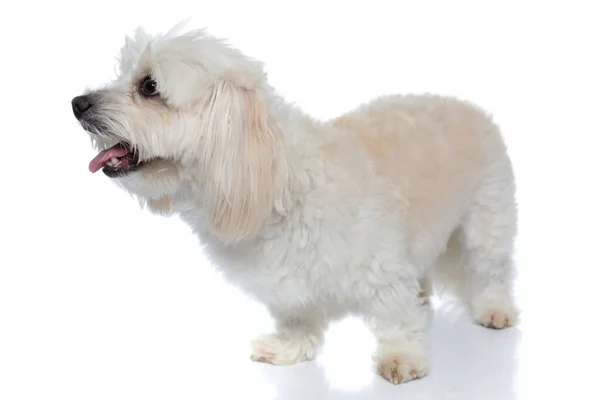 Doce Bichon Cão Olhando Para Lado Ofegante Sobre Fundo Branco — Fotografia de Stock