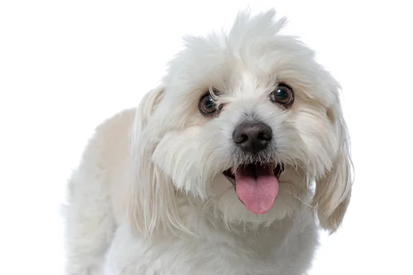Küçük Bizon Köpeği Kameraya Bakıyor Gözleri Saçlarıyla Kaplı Beyaz Arka — Stok fotoğraf