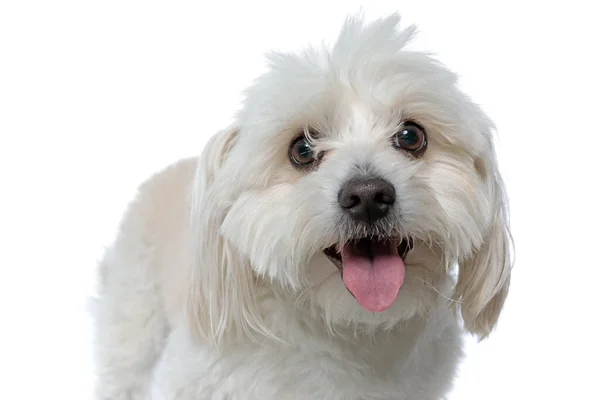 Pequeño Perro Bichon Mirando Cámara Con Los Ojos Cubiertos Por —  Fotos de Stock