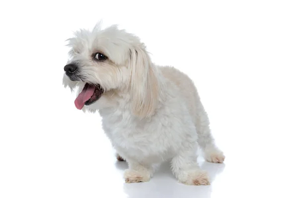Futrzany Pies Bichon Wystający Język Ziewanie Patrząc Kamerę Stojąc Białym — Zdjęcie stockowe
