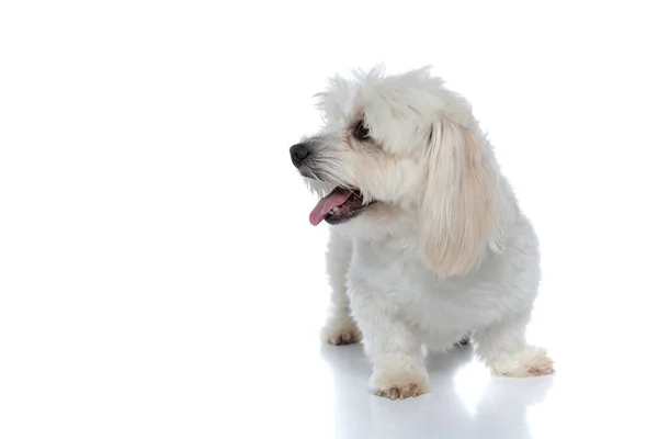 Söt Liten Bichon Hund Tittar Sidan Med Tungan Blottad Står — Stockfoto