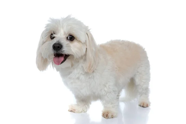 Bichon Dog Standing One Way Looking Other Way While Panting — Stock Photo, Image