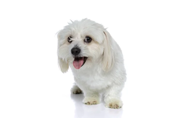 Uroczy Bichon Pies Stoi Pochylony Wystający Jego Język Białym Tle — Zdjęcie stockowe