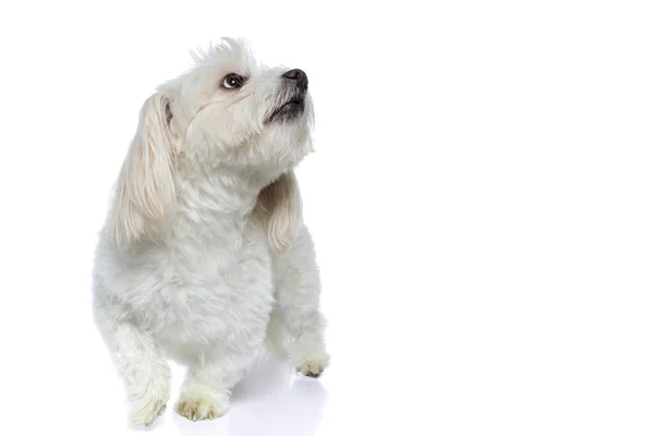 Niedlicher Kleiner Bichonhund Der Über Kopf Schaut Und Vor Weißem — Stockfoto