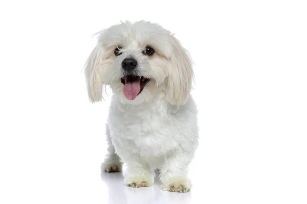 舌を出してカメラを見て白い背景に立っている小さなバイトンの犬 — ストック写真