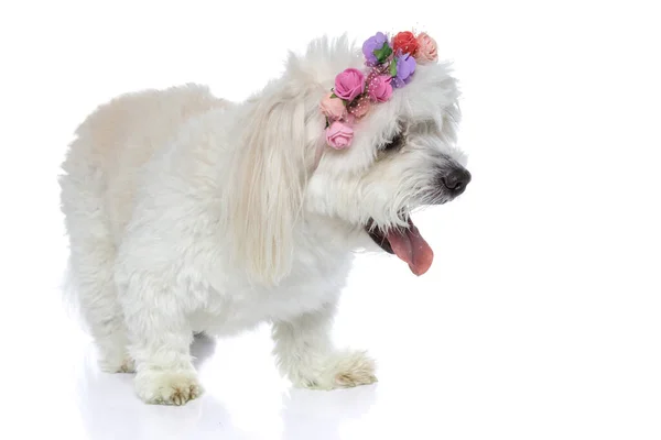 Słodki Pies Bichon Opasce Kwiatami Patrząc Bok Językiem Białym Tle — Zdjęcie stockowe