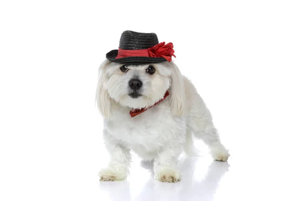 Coole Elegante Bichon Hündin Posiert Mit Hut Und Fliege Auf — Stockfoto