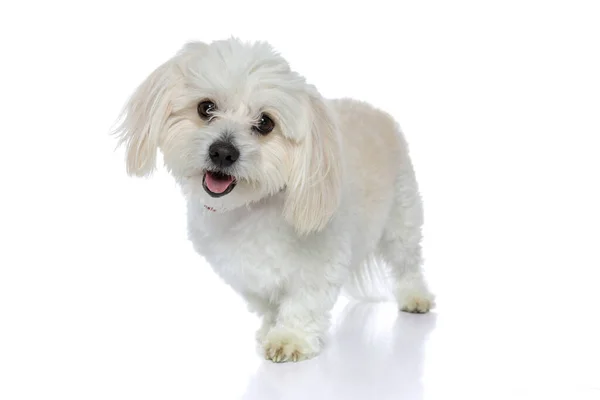 Bichon Pies Patrząc Aparat Uroczym Wyrazem Twarzy Wystający Język Białym — Zdjęcie stockowe