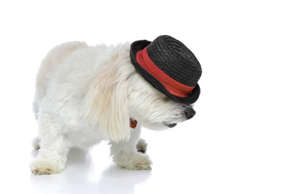 Dramático Bichon Cão Curvando Cabeça Com Chapéu Sobre Ele Olhando — Fotografia de Stock