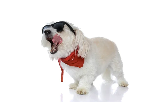 Fresco Ansioso Bichon Perro Lamiendo Boca Usando Gafas Sol Bandana —  Fotos de Stock