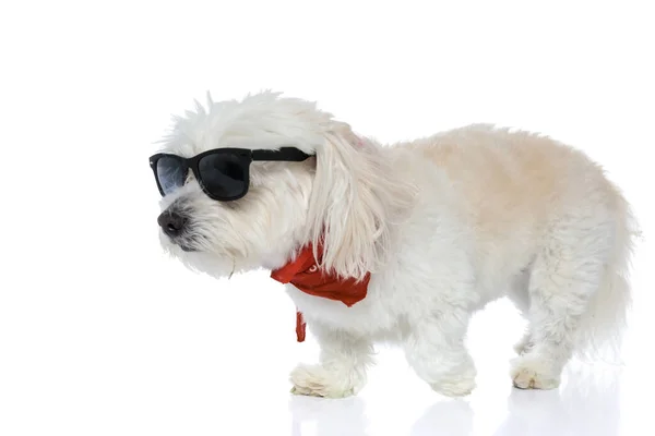 Cool Bichon Dog Okularach Przeciwsłonecznych Bandana Chodzenie Jego Drodze Białym — Zdjęcie stockowe