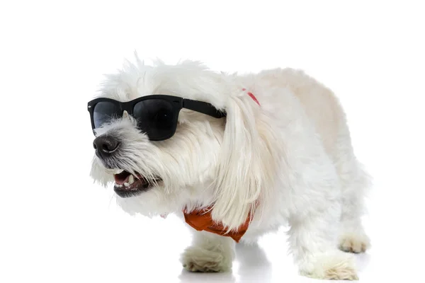 Cool Fashion Bichon Dog Wearing Sunglasses Bandana Looking Aside His — Stock Photo, Image