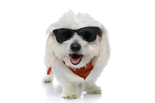 Bichon Dog Striking Cool Fashion Pose Sunglasses Bandana White Background — Stock Photo, Image