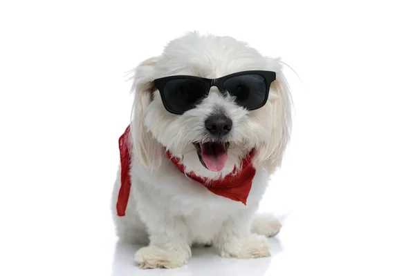 Cool Bichon Dog Wearing Sunglasses Bandana Sticking His Tongue Out — Stock Photo, Image