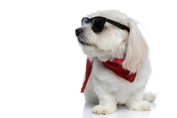 Mały Piesek Bichon Pozowanie Nastawieniem Noszenie Okularów Przeciwsłonecznych Bandana Patrząc — Zdjęcie stockowe