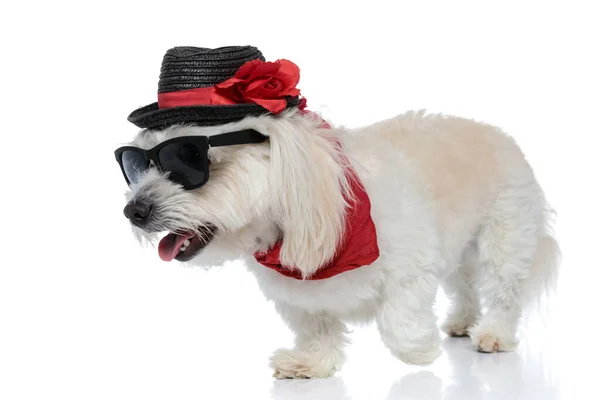 Cute Furry Bichon Dog Walking Aside Wearing Sunglasses Hat Bandana — Stock Photo, Image