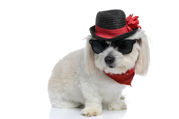 Cool Elegancki Pies Bichon Noszenie Okularów Przeciwsłonecznych Kapelusz Bandana Pozowanie — Zdjęcie stockowe