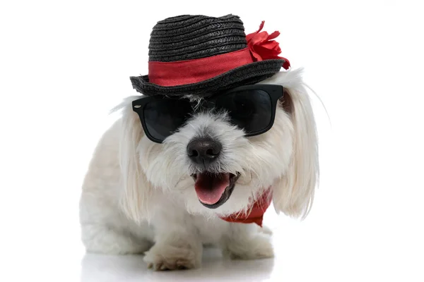 Słodki Pies Bichon Wystający Język Zabawy Noszenie Okularów Przeciwsłonecznych Kapeluszem — Zdjęcie stockowe
