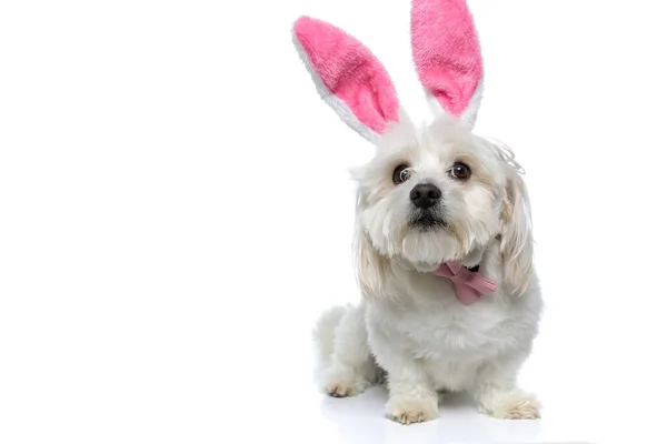 Pouco Bichon Cão Vestindo Orelhas Coelho Rosa Laço Sentado Olhando — Fotografia de Stock