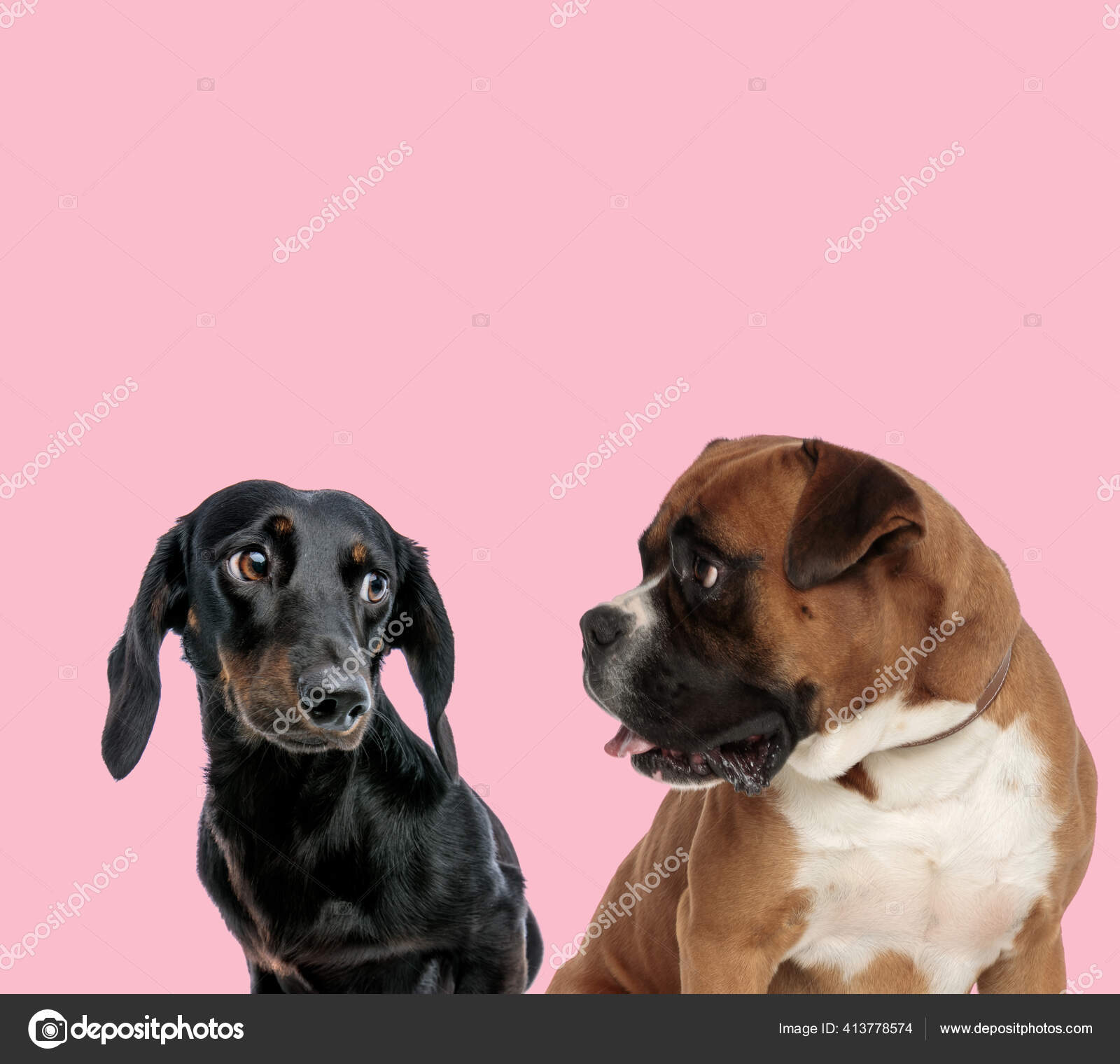 Team Teckel Dachshund Boxer Looking Each Other Pink Background