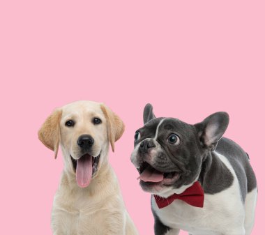 Labrador Retriever ve Fransız bulldog takımları pembe arka planda nefes nefese ve dillerini dışarı çıkarıyorlar.