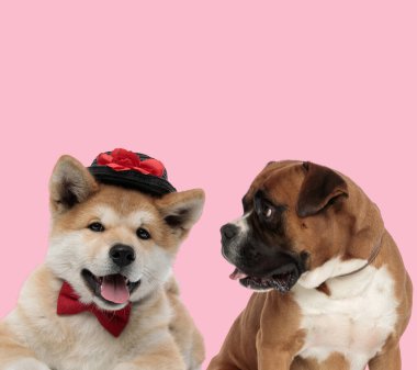 Akita Inu ve boksörlerden oluşan takım papyon takıyor ve pembe arka planda nefes nefese kalıyorlar.