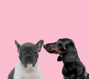 Pembe arka planda bebek pug ve tekkel dachshund takımı