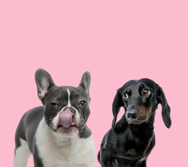 Team French Bulldog Teckel Dachshund Licking Nose Pink Background — Stock Photo, Image