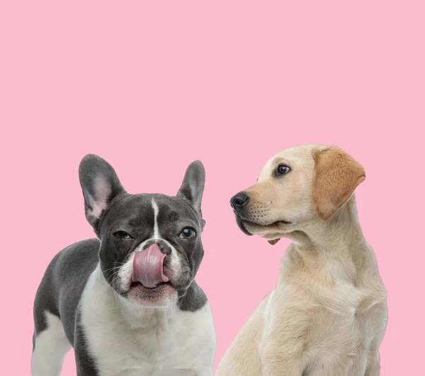 team of french bulldog and labrador retriever licking nose and looking to side on pink background