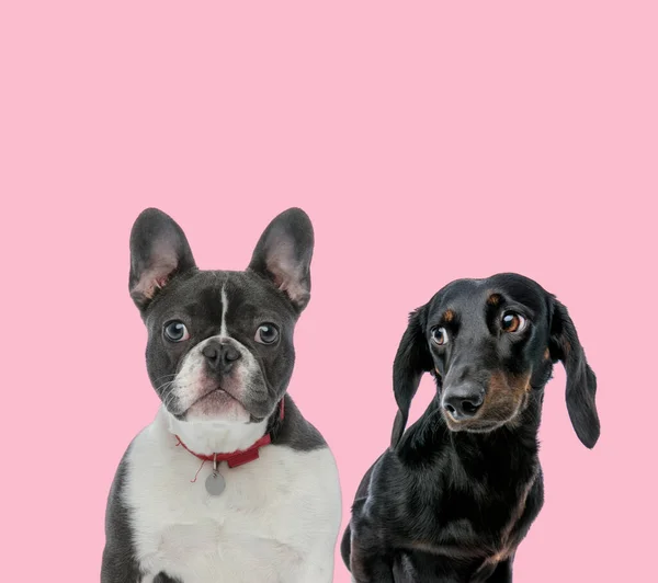 Team French Bulldog Teckel Dachshund Pink Background — Stock Photo, Image