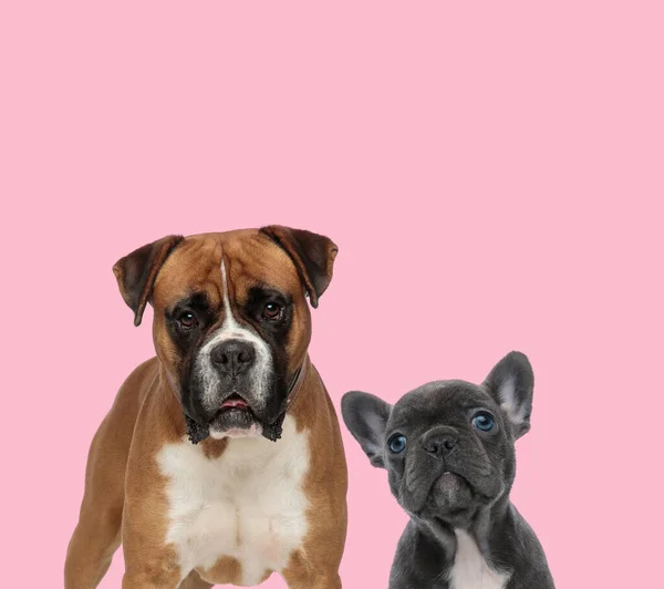 Team Boxer French Bulldog Panting Looking Pink Background — Stock Photo, Image