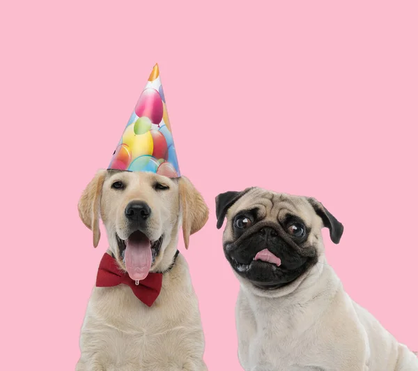 Team Labrador Retriever Pug Wearing Birthday Hat Red Bowtie Panting — Stock Photo, Image