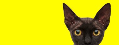 Hevesli evcil kedi sarı stüdyo geçmişini merakla bekliyor.