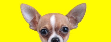 Sevimli Chiwawa sarı stüdyo geçmişine odaklanmış durumda.
