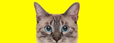 Hevesli evcil kedi sarı stüdyo geçmişini merakla bekliyor.