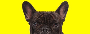 Rahatsız Fransız Bulldog yavrusu ileriye bakıyor ve sarı stüdyo geçmişini hoş karşılamıyor.