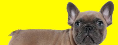 Fransız Bulldog yavrusunun yan görüntüsü ilginç bir şekilde sarı stüdyo arka planına bakıyor.